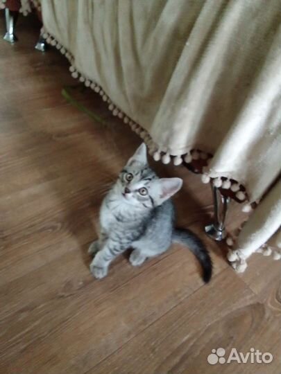 Кошки