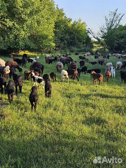 Овцы бараны матки ягнята
