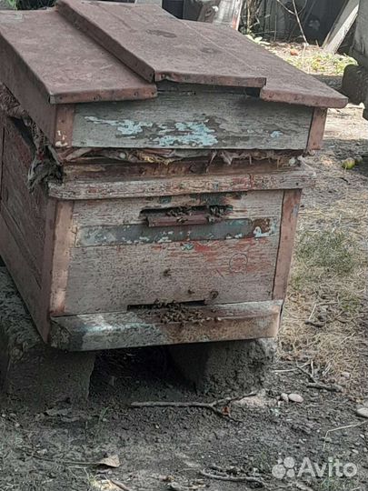 Продам пчелосемьи с уликами