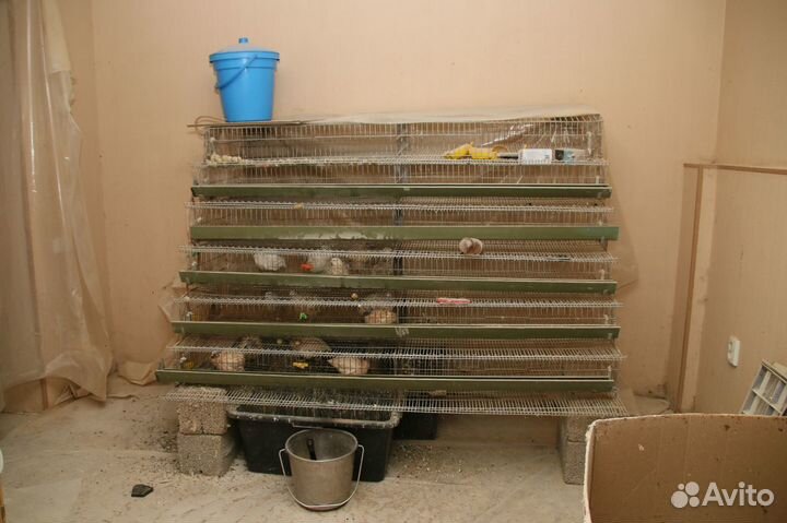 Клетка для перепелов