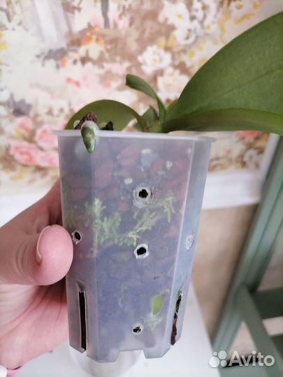 Орхидея фаленопсис подросток