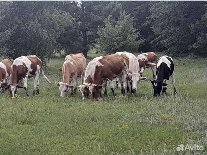 Продаю, Коровы и нетели Быки