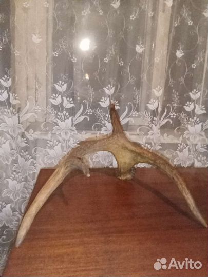 Продам рога лося