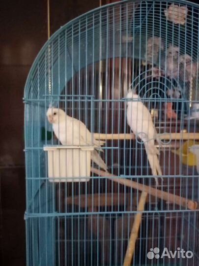 Корелла попугай безщекая