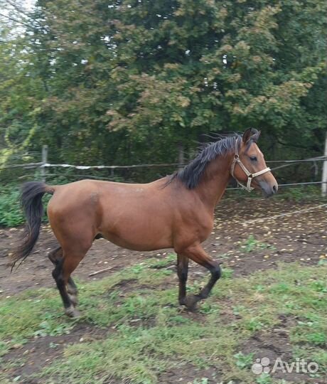 Арабский жеребец. Арабская чистокровная