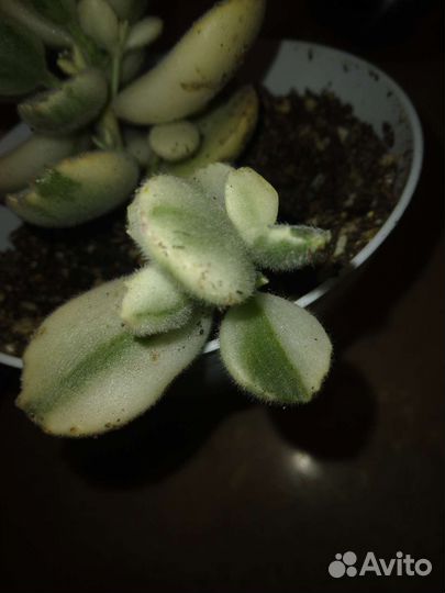 Котиледон войлочный вариегатный