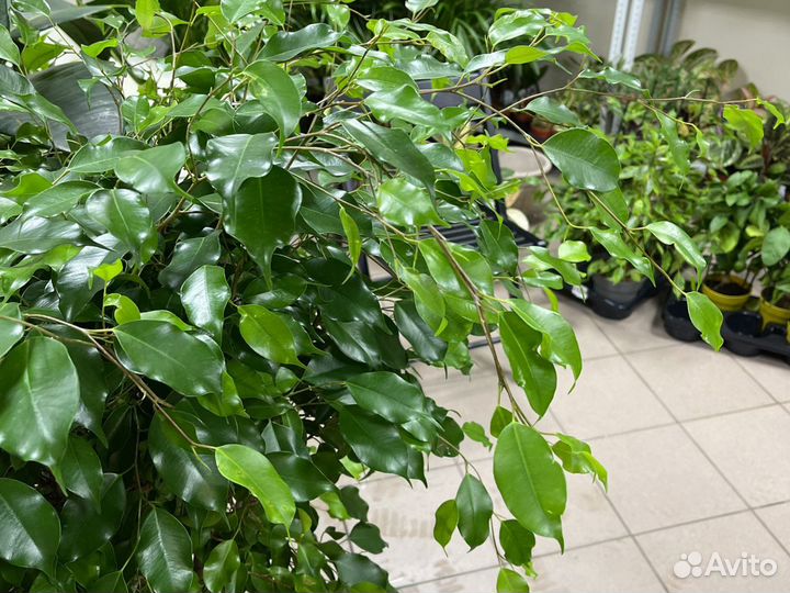 Фикус бенджамина