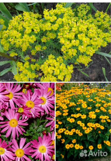 Молочай,Хризантема,Гелиопсис,Ромашка,Золотарник