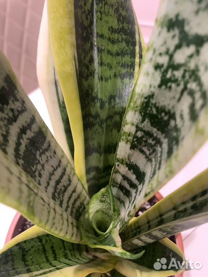 Сансиверия