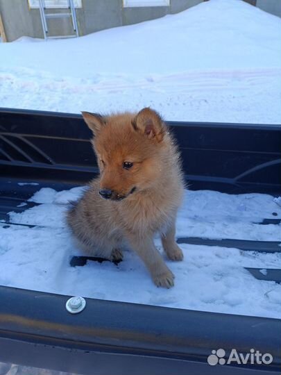 Карело финская лайка