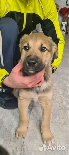 Отдам в добрые руки