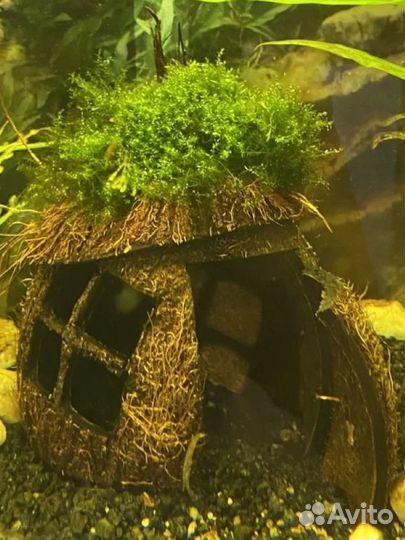 Кокосовый домик в аквариум (террариум)