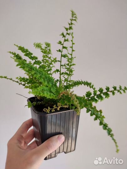 Папоротник нефролепис