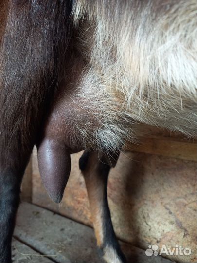 Козы и козлята продажа