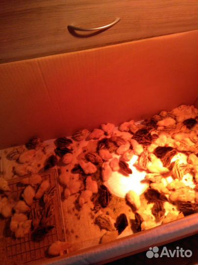 Перепелки и перепелята