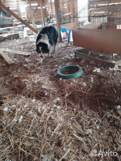 Бордер колли