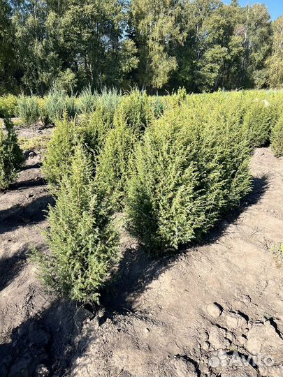 Можжевельник “Скайрокет” бесплатной доставкой