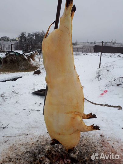 Забой скота