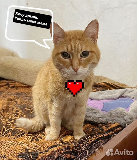 Котик в дар