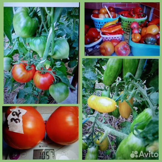 Семена коллекционных сортов томатов и перца ч-2
