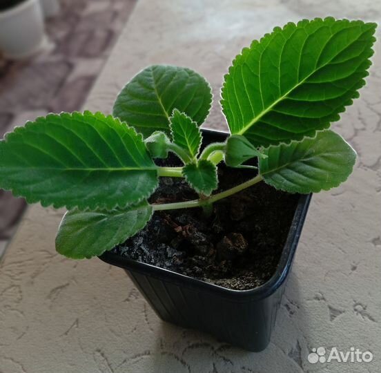 Глоксиния махровая