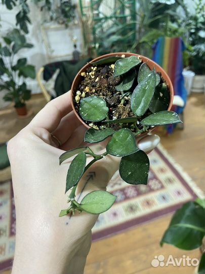 Хойя, сциндапсус, монстера, филодендрон, сингониум