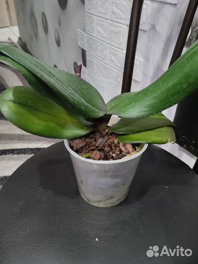 Стандарт орхидеи