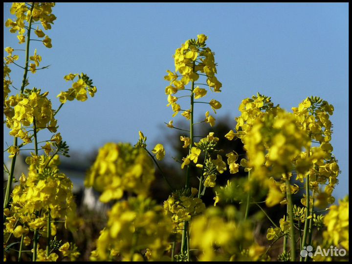 Семена Горчицы Желтой (Сарептской) опт