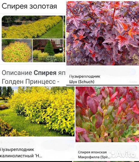 Декоративные кустарники и деревья