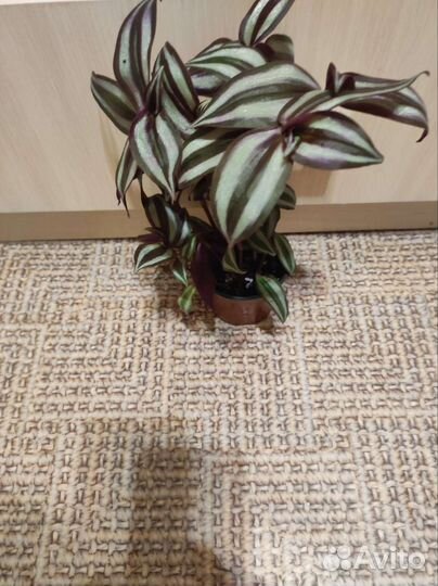 Комнатные цветы