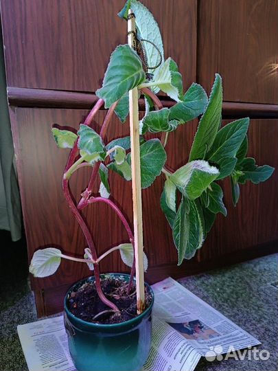 Стрептокарпусы