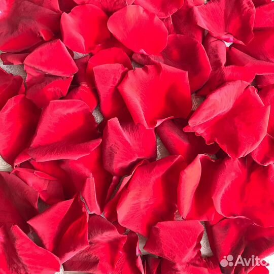 Лепестки Роз Москва