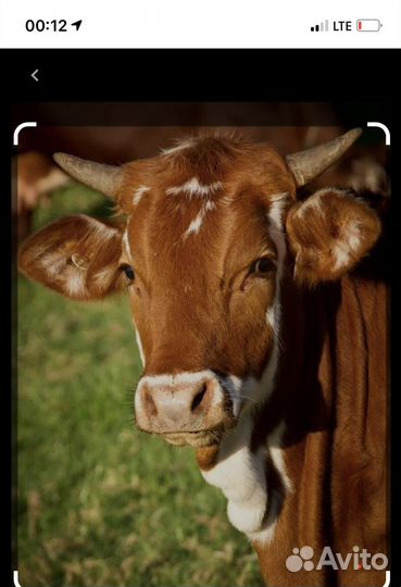 Продаются коровы
