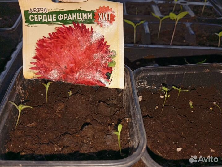 Рассада астры Сердце Франции