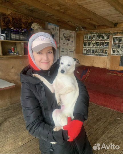 Отдаю собачку Лику в дар