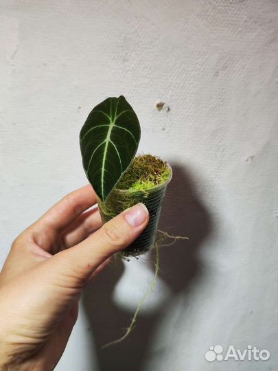 Алоказия : Зебрина, Блэк Вельвет, Сильвер Драгон