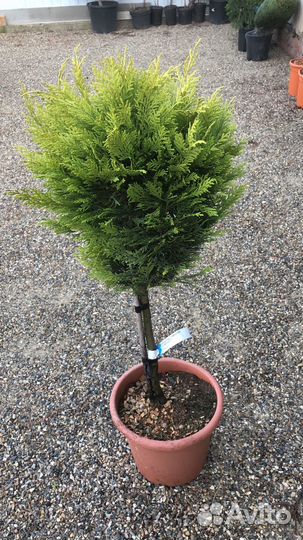 Оастения на штамбе