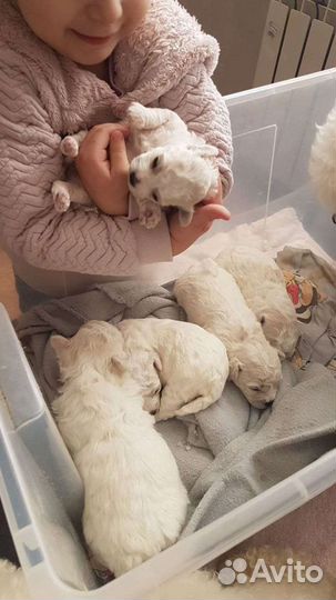 Белоснежные ангелочки- антидепрессанты