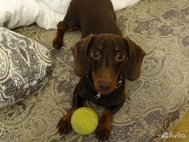 Кроличья такса вязка