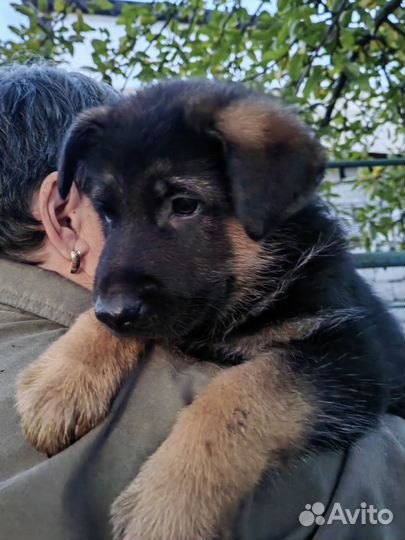 Продам щенков