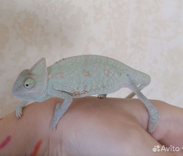 Йеменский хамелеон
