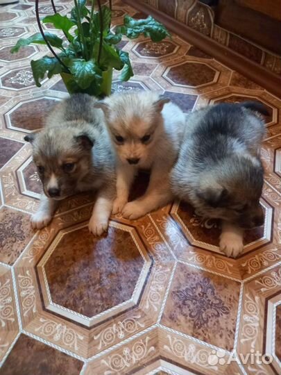 Щенки хаски