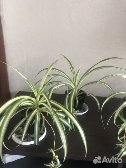 Хлорофитум