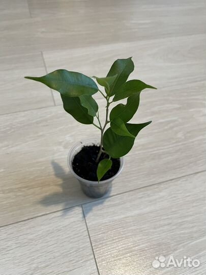 Цветы комнатные (набор)