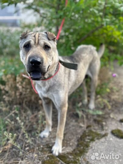 Собака Шеба