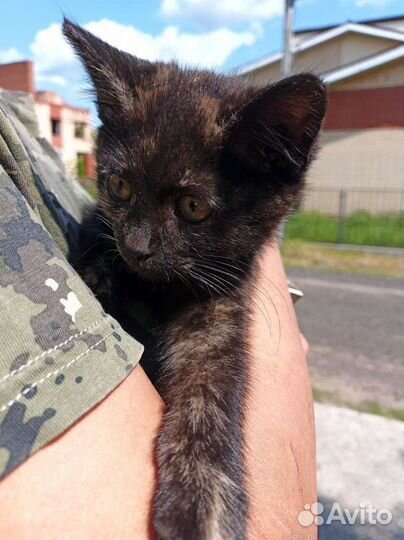 Котенок, кошечка в добрые руки