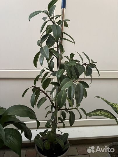 Комнатные цветы