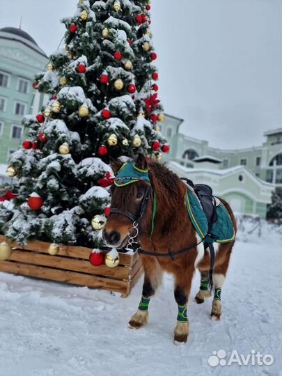 Аренда Пони на праздник, фотосессии