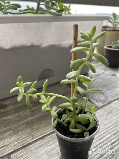 Суккулент седум