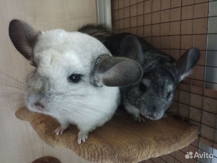 Шиншиллы 4 месяца